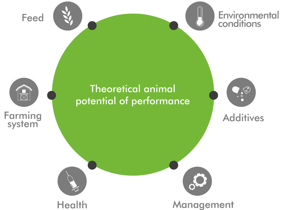theoretical_performance_animal_care_english